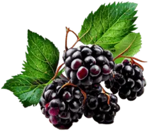Blackberry