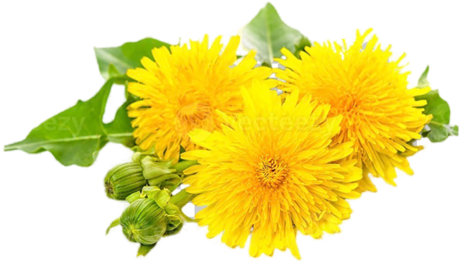 Dandelion